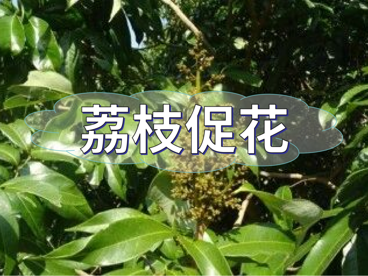 早熟荔枝，開始促花啦！
