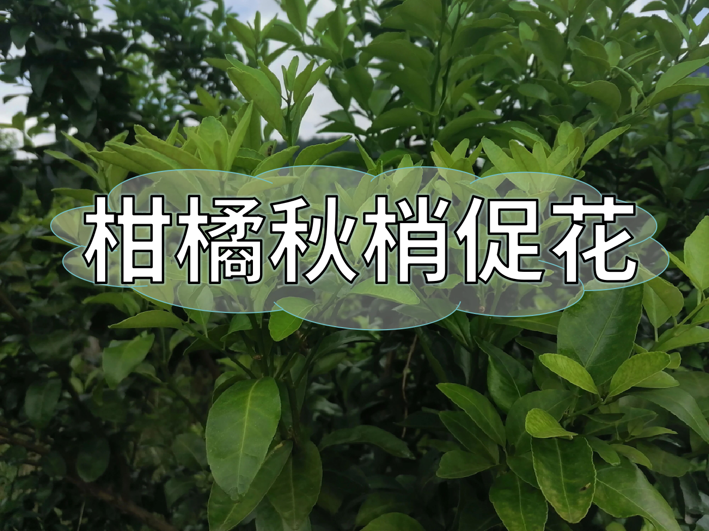 柑橘促<i style='color:red'>秋梢老熟</i>和促花一步到位