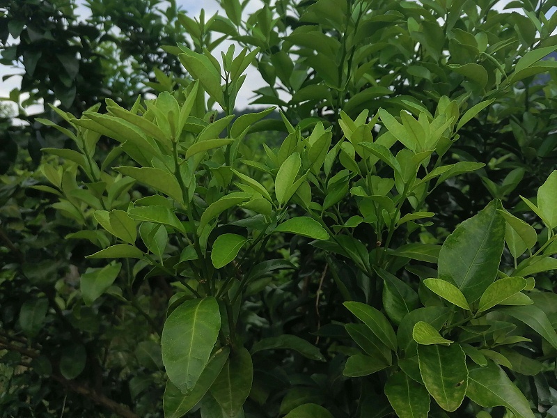 1 1