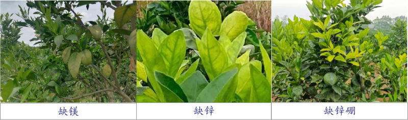 圖片1 圖片1