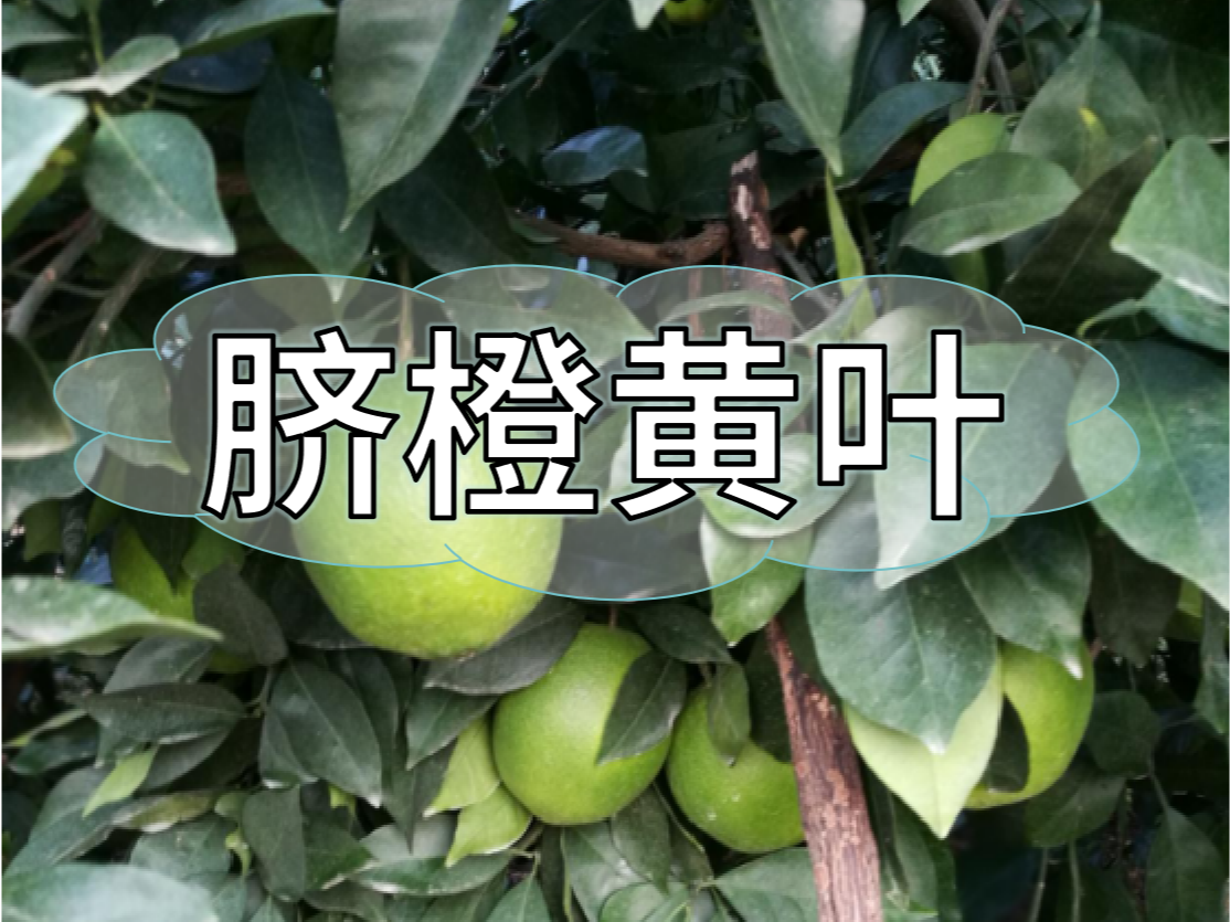 臍橙<i style='color:red'>缺素</i>黃葉越來(lái)越多，如何預(yù)防和補(bǔ)救