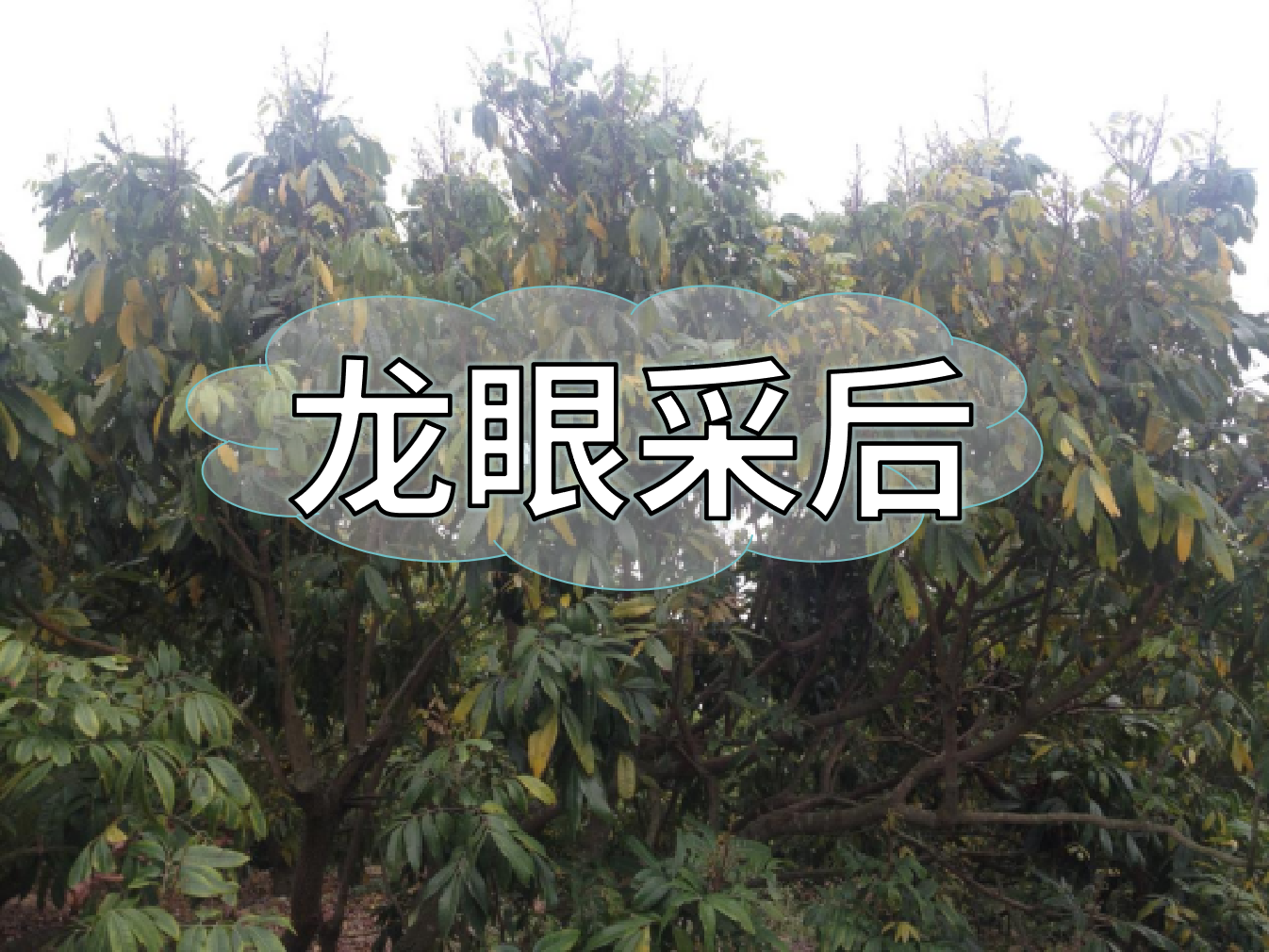 龍眼采摘后，做好保樹工作，預(yù)防<i style='color:red'>大小年</i>