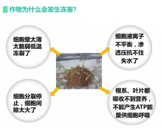 讓作物安全過冬的實用小妙招，速看