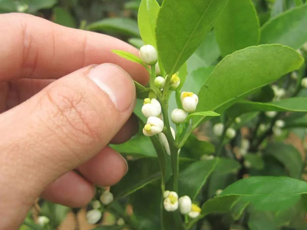 沃柑茂谷柑來(lái)花多要疏花，促花工作就不做了，小心花多不壯