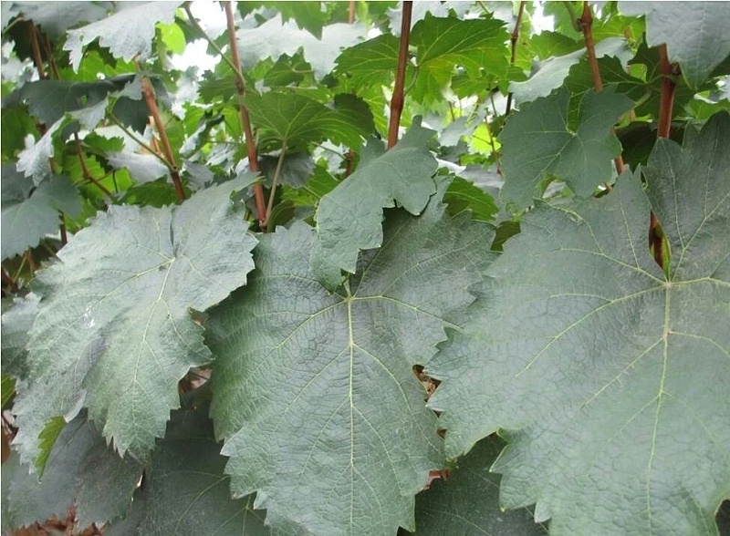 1 1