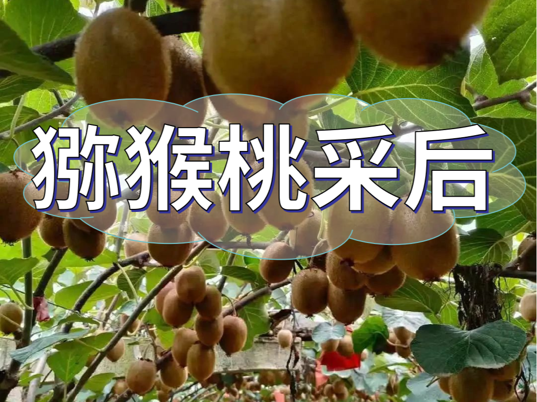 獼猴桃采后做好3點，來年繼續(xù)大豐收