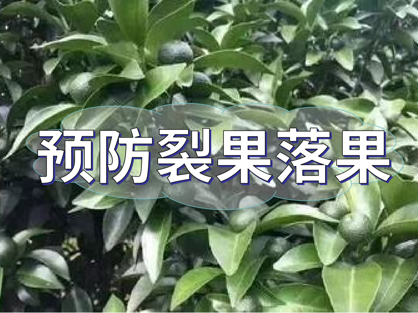柑橘落果裂果高峰期，要先預(yù)防