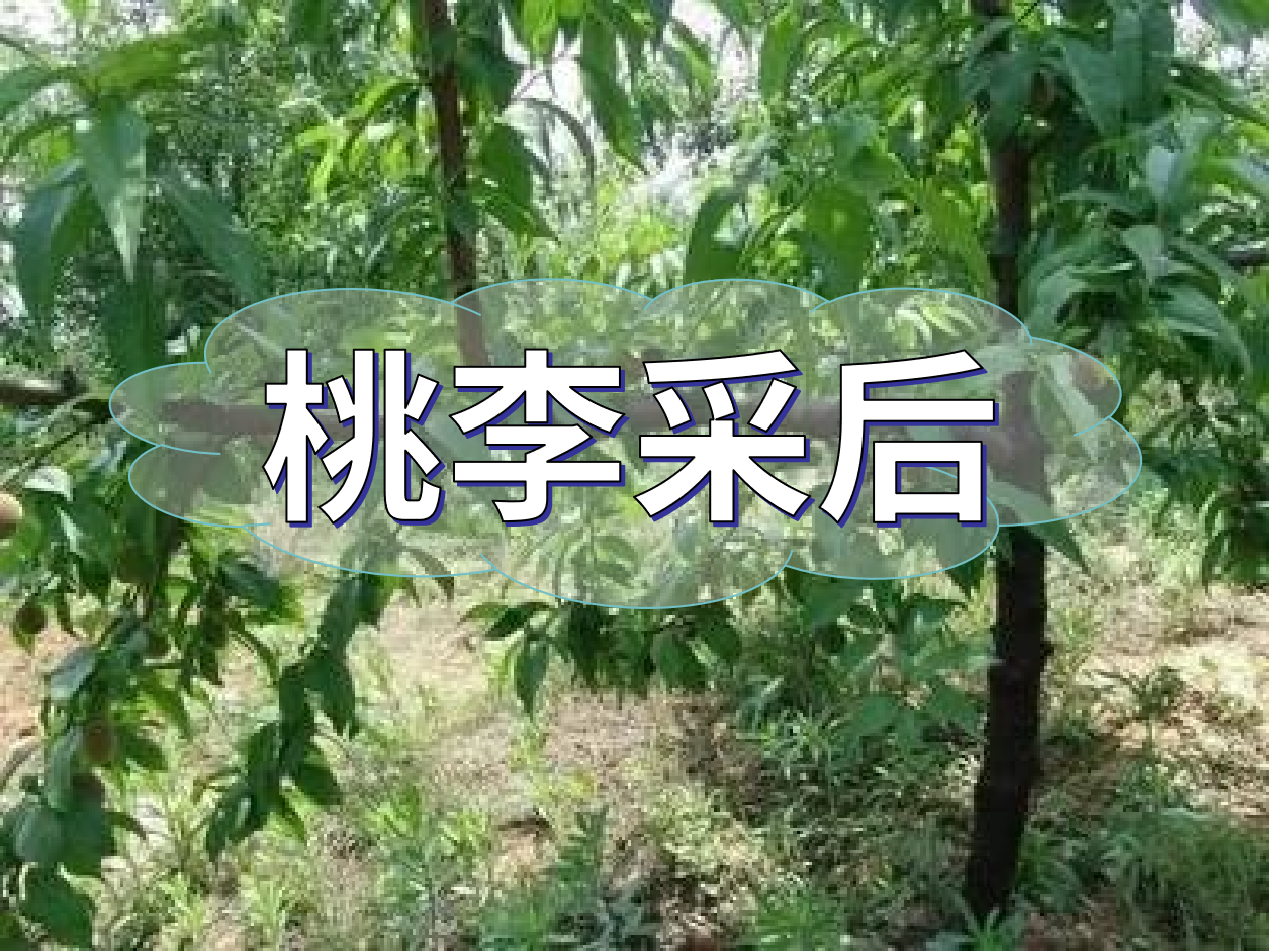 桃李等保好來年產(chǎn)量，得從秋梢做起