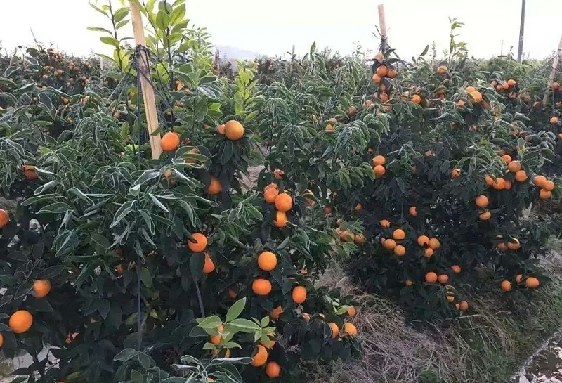 55 55