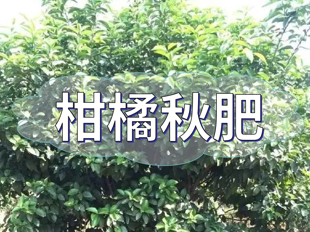 柑橘<i style='color:red'>秋肥</i>用得好產(chǎn)量不會(huì)少！怎么施？