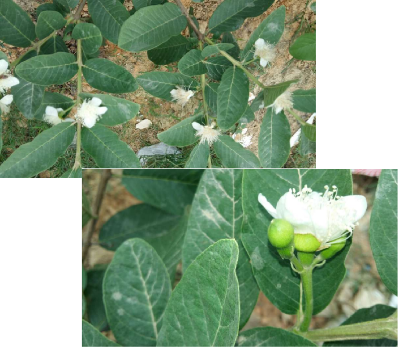 圖片1 圖片1