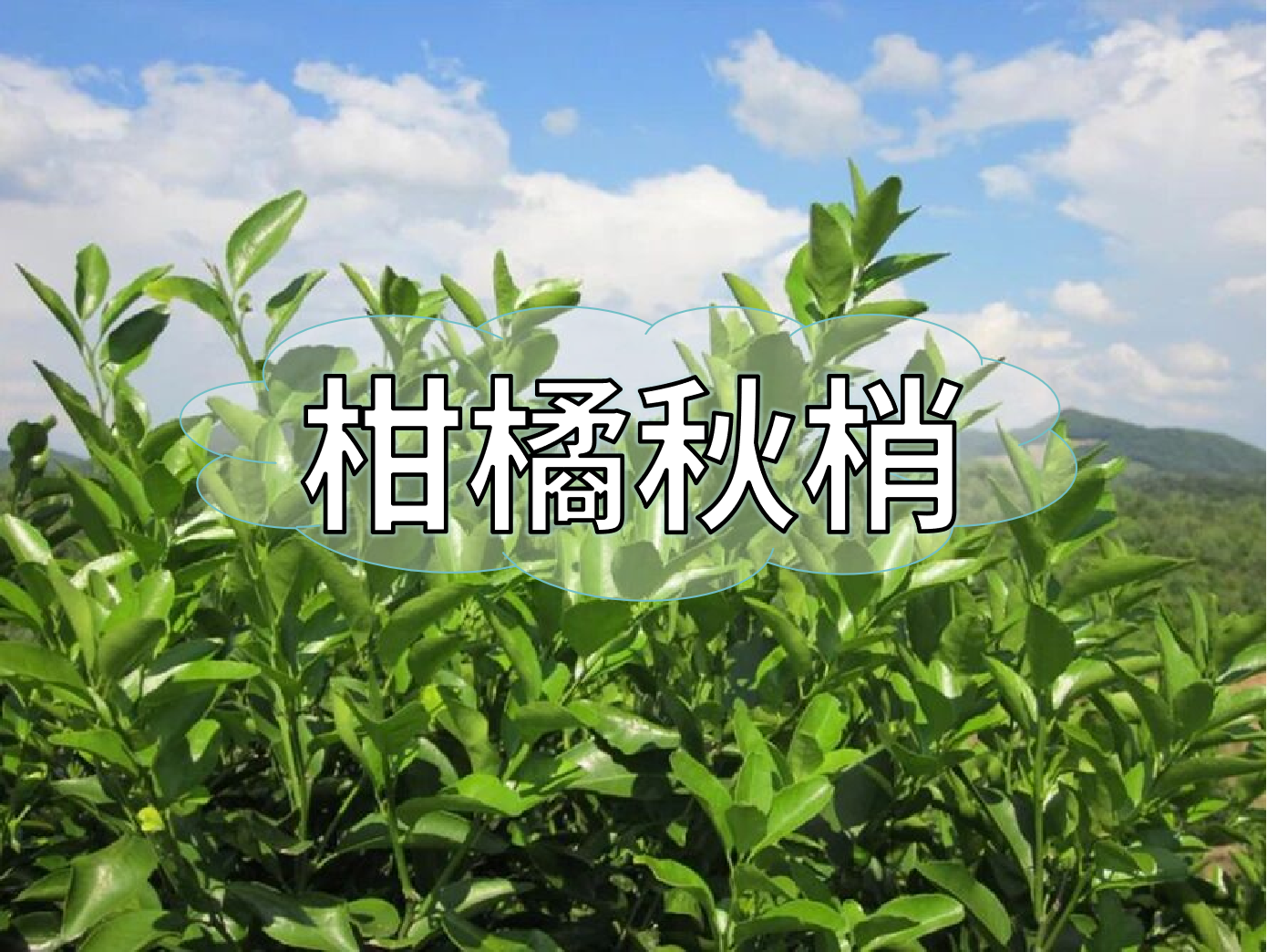 <i style='color:red'>柑橘秋梢</i>不老熟？別慌！這樣促熟保豐收
