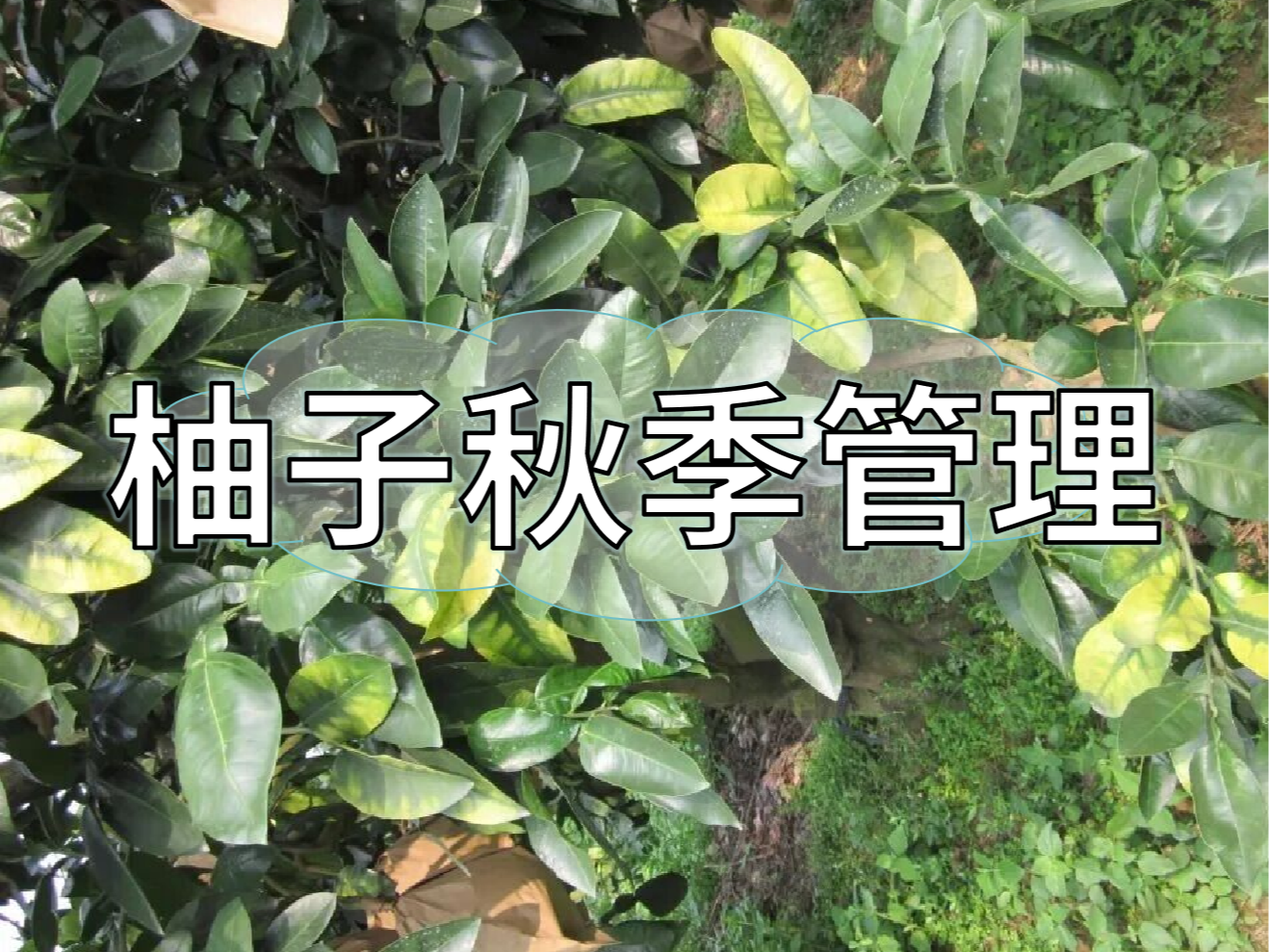 柚子采前增甜提質(zhì)、采后養(yǎng)樹(shù)促花，兩步搞定