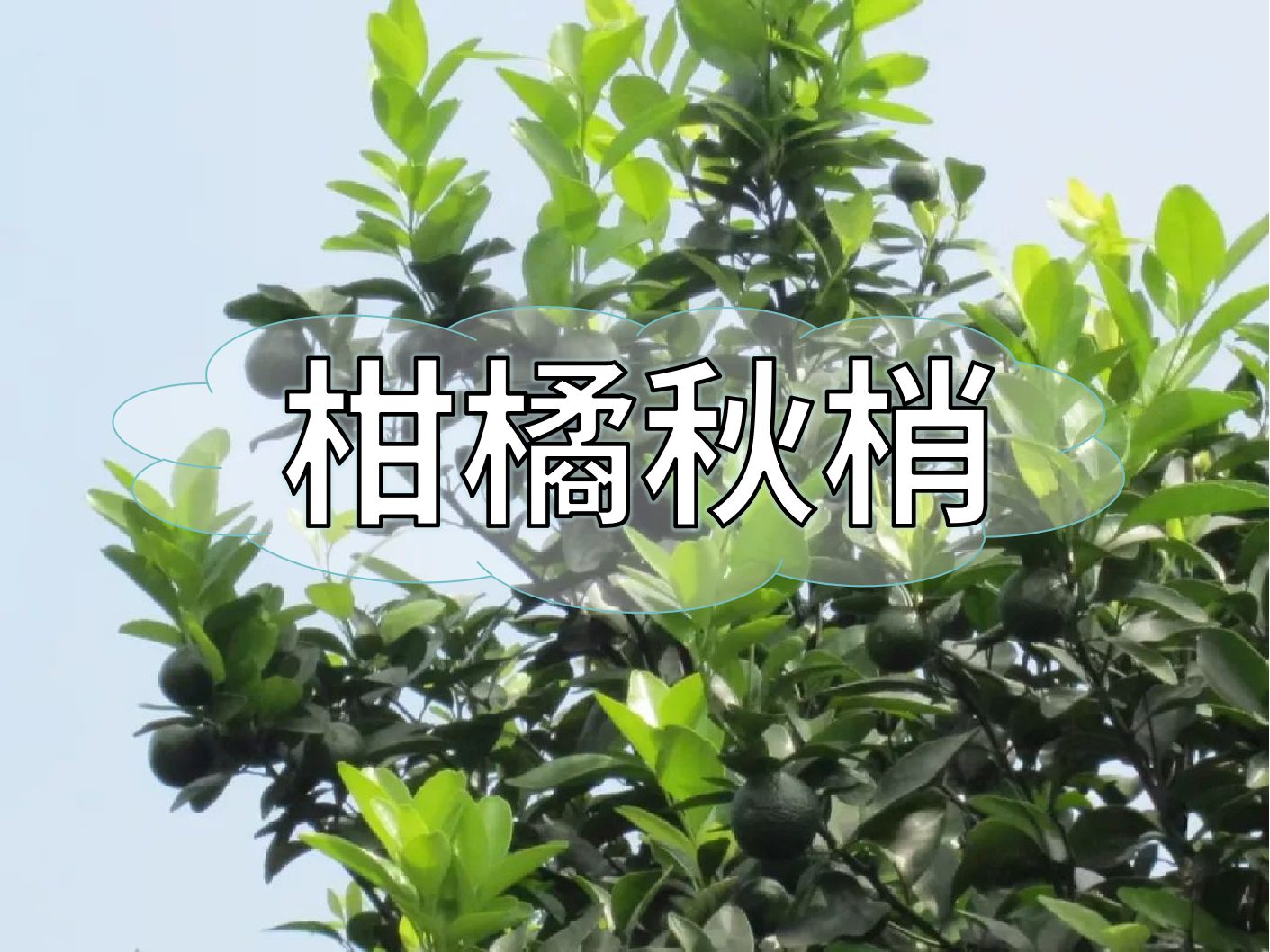 柑橘秋梢管理痛點，三招培育健壯結(jié)果母枝