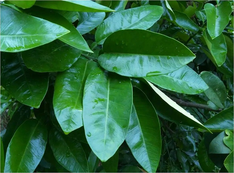 5 5