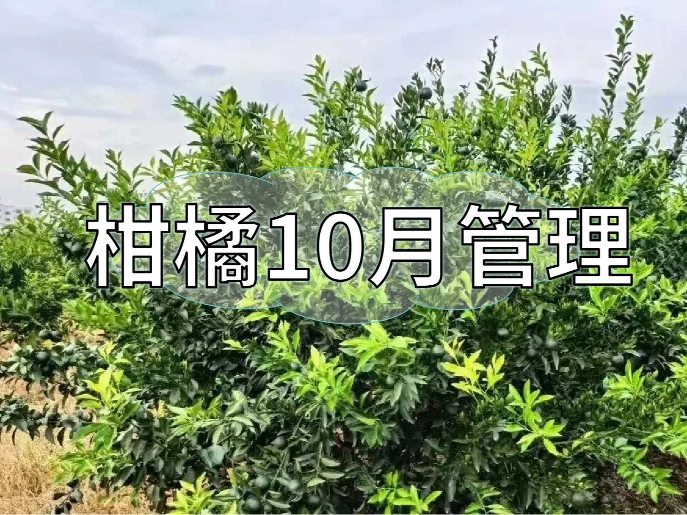 柑橘10月管理：<i style='color:red'>秋梢老熟</i>、促著色、促花芽分化