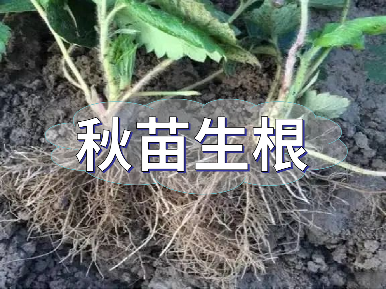 秋播開始，生根養(yǎng)根是作物健壯增產(chǎn)提質(zhì)的關(guān)鍵