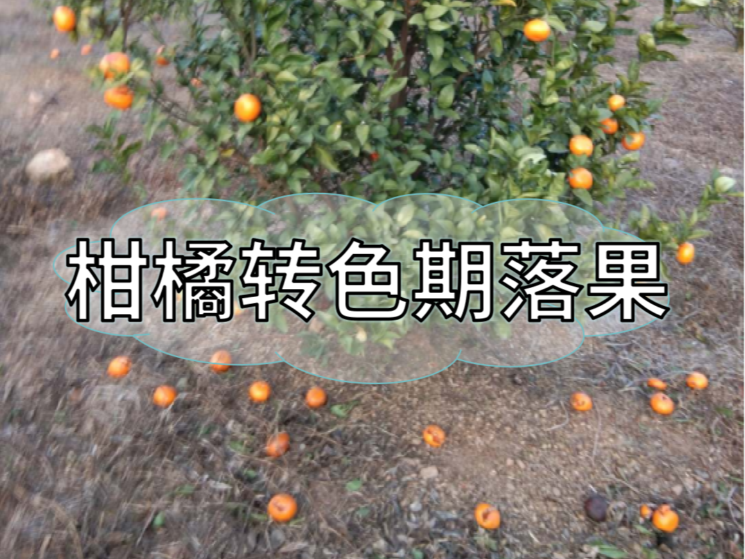 柑橘轉(zhuǎn)色期<i style='color:red'>落果</i>原因&應對方法