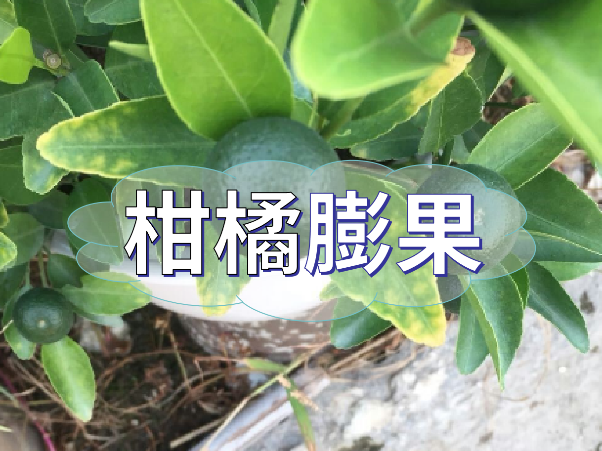 柑橘膨果慢？膨果并非多補(bǔ)鉀這么簡(jiǎn)單！
