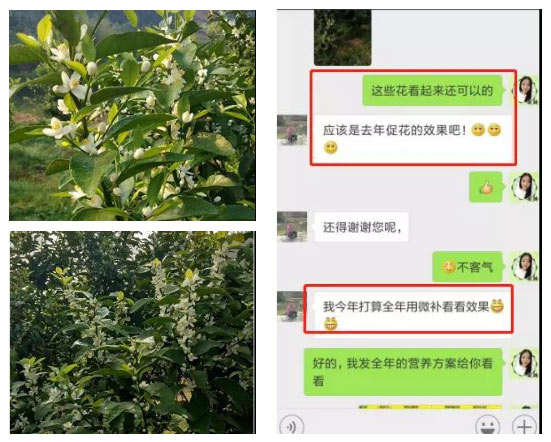 秋梢期，柑橘果農(nóng)都在做這件事……