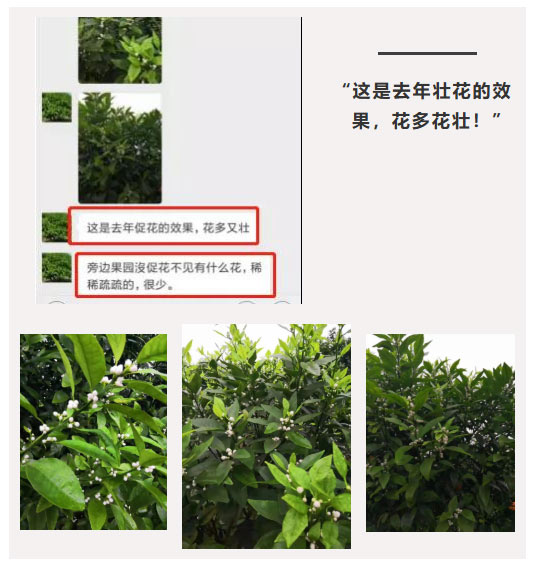 秋梢期，柑橘果農(nóng)都在做這件事……