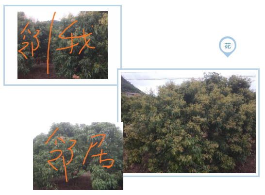 荔枝園連年高產(chǎn)，秘訣在這里