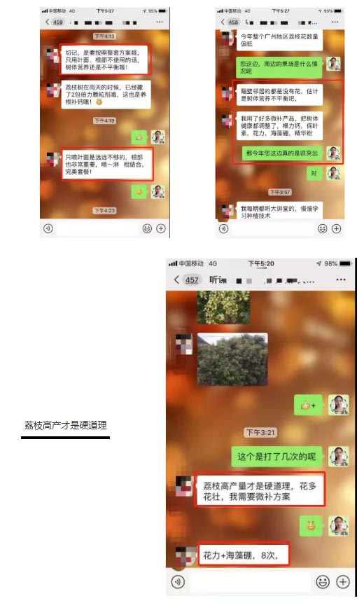荔枝園連年高產(chǎn)，秘訣在這里