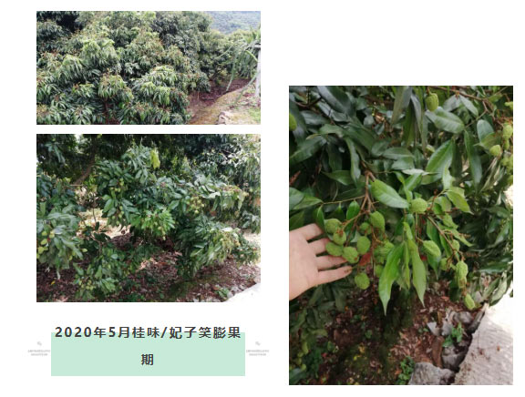 荔枝園連年高產(chǎn)，秘訣在這里