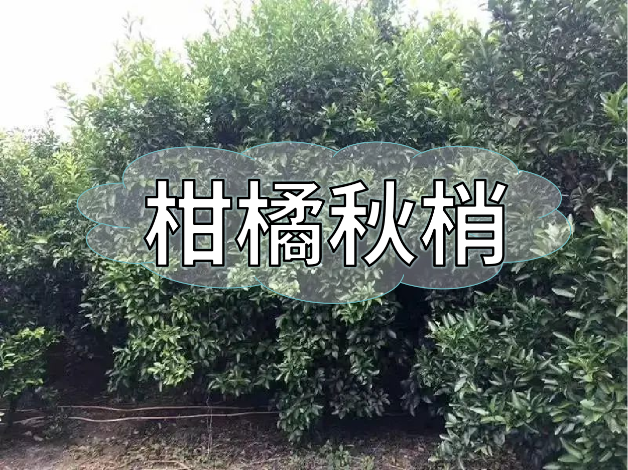 柑橘秋梢老熟期，抓好重點穩(wěn)今年，保明年
